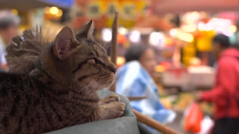 Cat laid in Busy Market