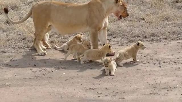 ADORABLE! SIX LION CUBS enjoy their first outdoor adventure