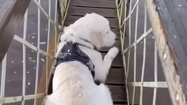 Scared Dog Walks across bridge