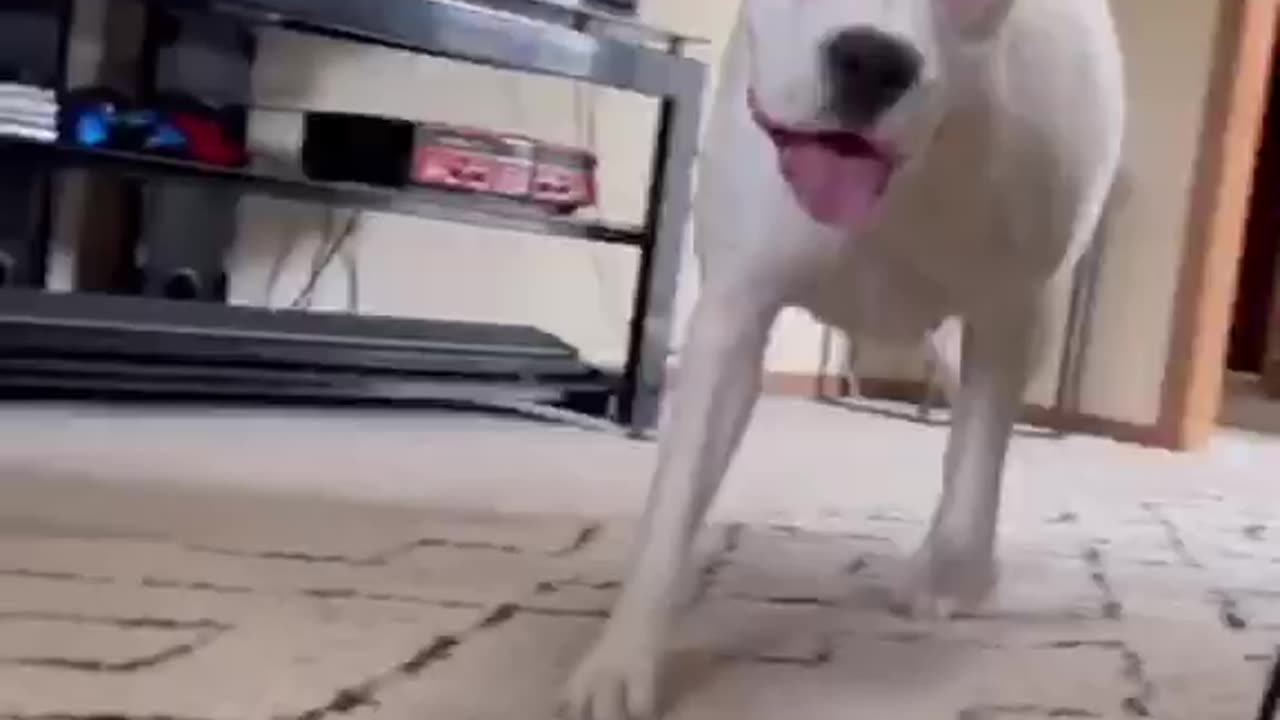 Funny dogs