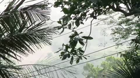 A young Hainan Gibbon clings to its mother as they crossed our specially designed canopy bridge ☀