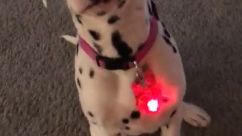Dalmatian with red heart collar
