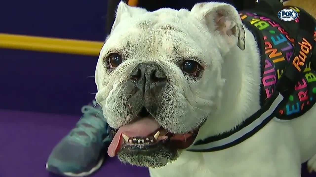 Watch Rudy the Bulldog crush the 2020 WKC Master Agility course | FOX SPORTS