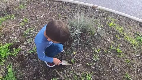 Garden Vlog July 24 - Albany Woolly Bush Chop, Repotting Sweet Potato, Weeding