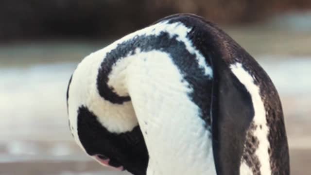 Beautiful penguins in the sea