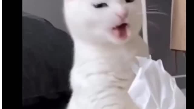 Cats Funny moments