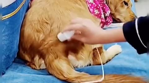 🐕baby dog2021🐶cute dogs🐕 funny dog,🐶dog compilation🐕short video🐶 cute animals videos🐕