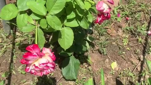 Beautiful flowers and grass, a gift from nature