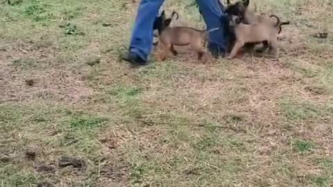 Dogs attack their owner