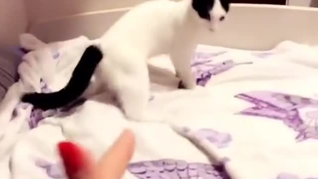 funny cat videos,cute cat videos,cute baby cat,funny cat,cat videos,cat videos compilation,cute cat,baby cat,cat baby,cat compilation,cute baby cats,funny baby cats,cutest cat,cute baby,funny cats,cute cats,cute and funny cat videos,baby cats,so funny cat