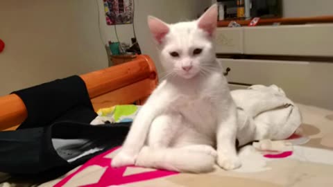 funny cat