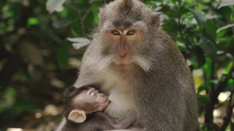 Mother Monkey Breastfeeding