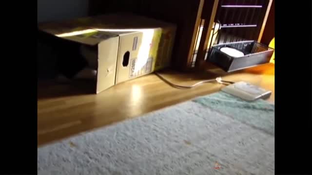 Cat Reaction to Playing Balloon - Funny Cat Balloon Reaction # 8