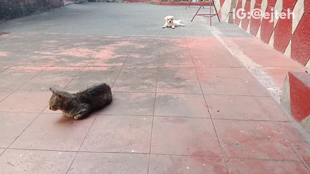 White dog runs around grey cat