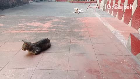 White dog runs around grey cat