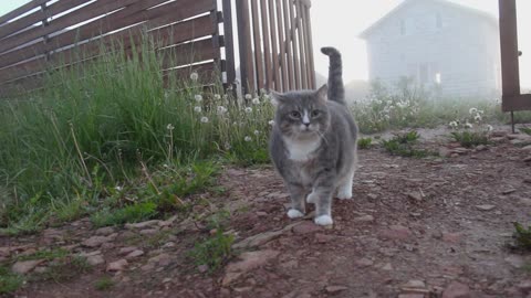 Dog's best friend is a sweet and gentle cat