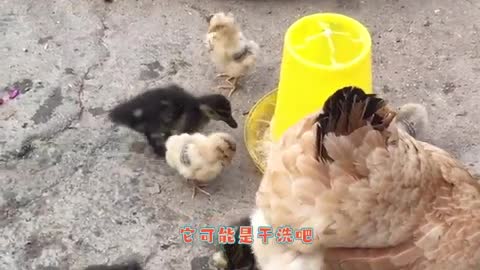 cute chicks and ducklings