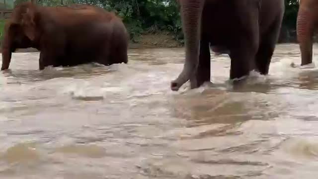 Elephant Crossing rivers