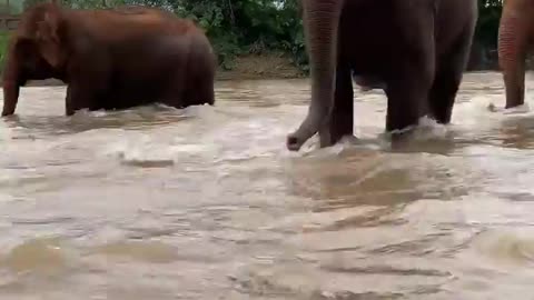 Elephant Crossing rivers