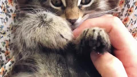 Very cute cat playing with his nails