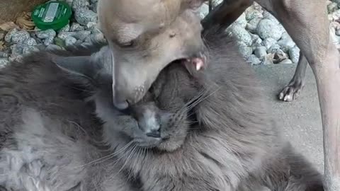 Bu Hayvanlar Bu Köpek Güldüren Halleri Yapmaktan Vazgeçin, Yerine Bunu Yapın