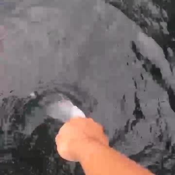 Hand feed giant tarpon fish