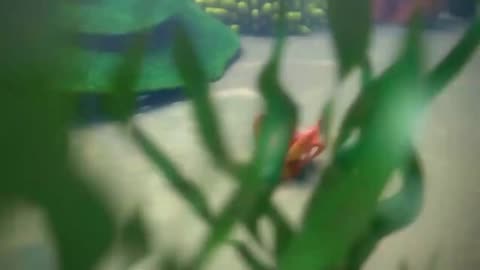 Lobster stuck at home
