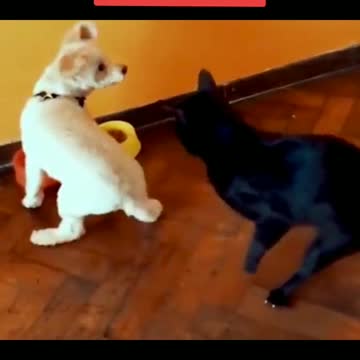 Cat bite dog tail while eating