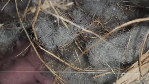 Baby Squirrels in the nest