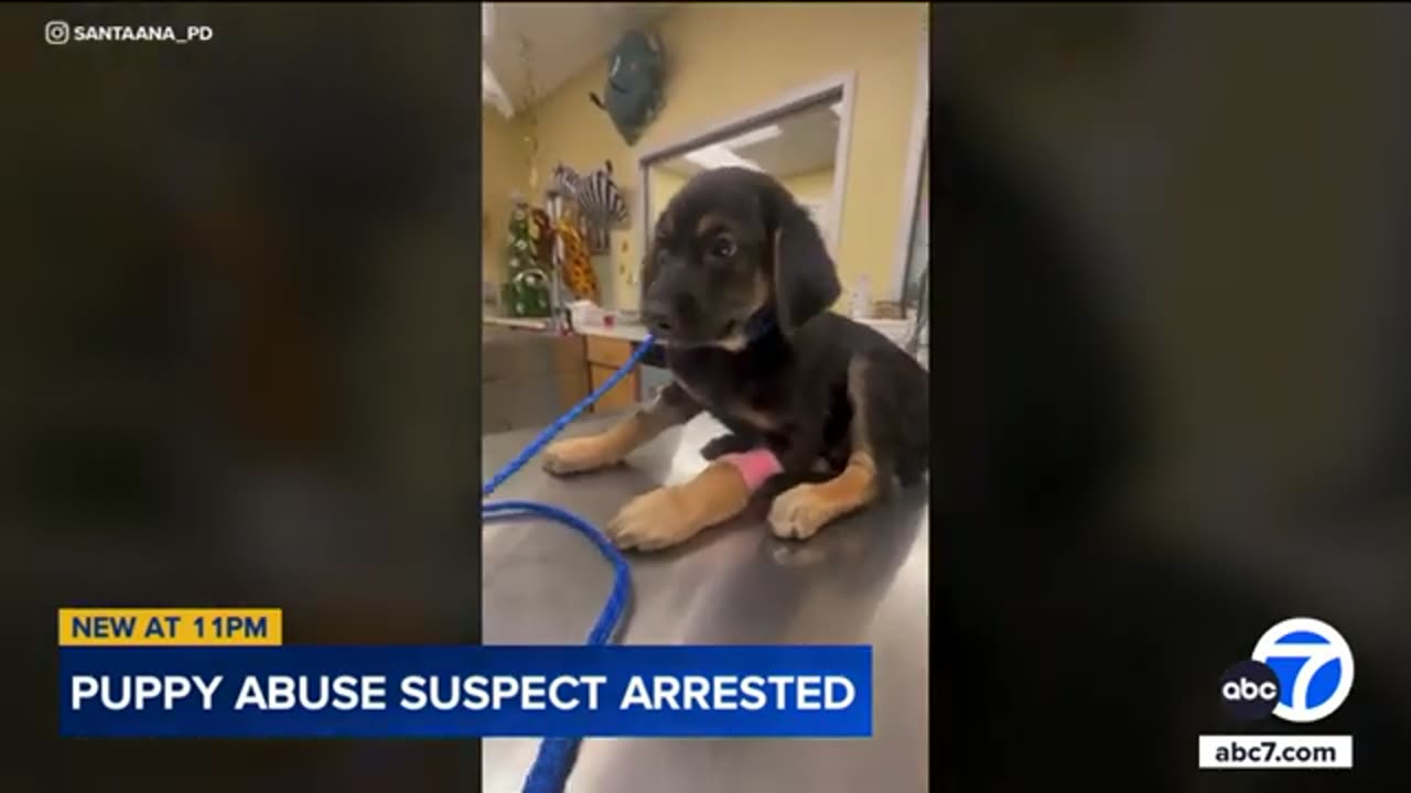 Suspect arrested in connection with disturbing case of puppy abuse captured on video in Santa Ana