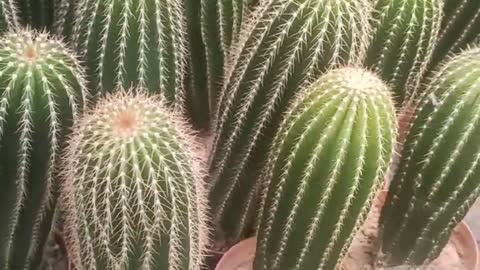 So many cacti