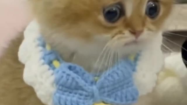 The kitten is shocked by what he saw