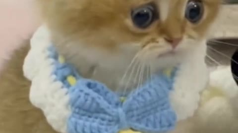 The kitten is shocked by what he saw