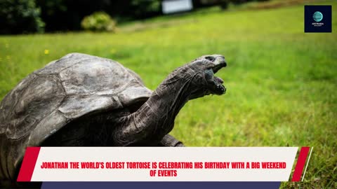 Jonathan the oldest tortoise enjoyed his birthday🎂🎂🎂