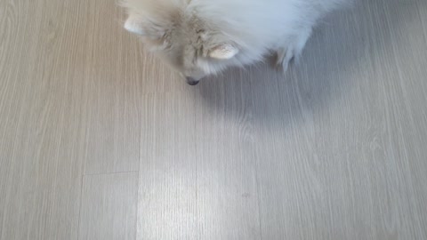 fluffy doggy eating snack