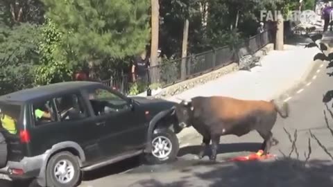 Bull Trying To Flip A Car