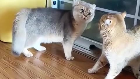 Part57丨2024 😂Hold Back the Laughs Challenge: Funny Cat Moments 🐱
