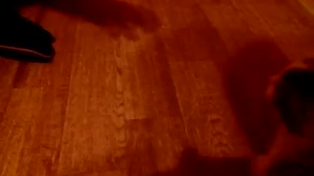 The owner teases the cat and plays with him