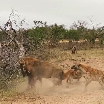 Hyenas save clan member from lion's deadly jaws