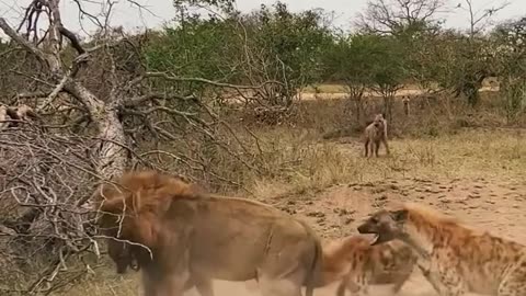 Hyenas save clan member from lion's deadly jaws