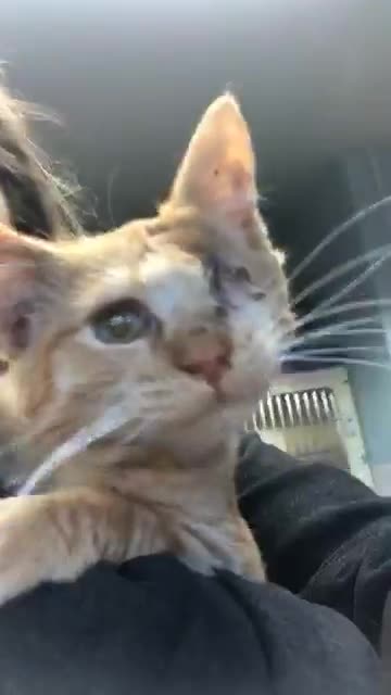 Un depredador acabó con casi toda la camada pero este pequeño se aferraba a la vida