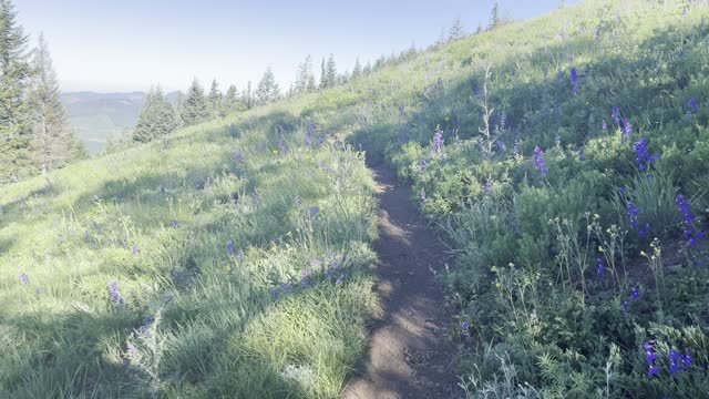 Crossing the Gorgeous Flowery Mountainside & Re-entering the Willamette National Forest – 4K