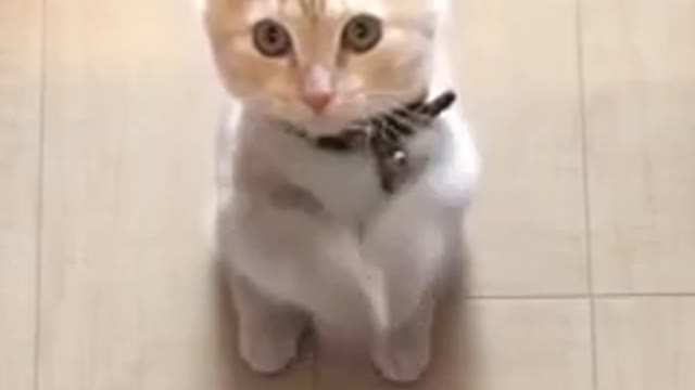 CAT FUNNY VIDEO