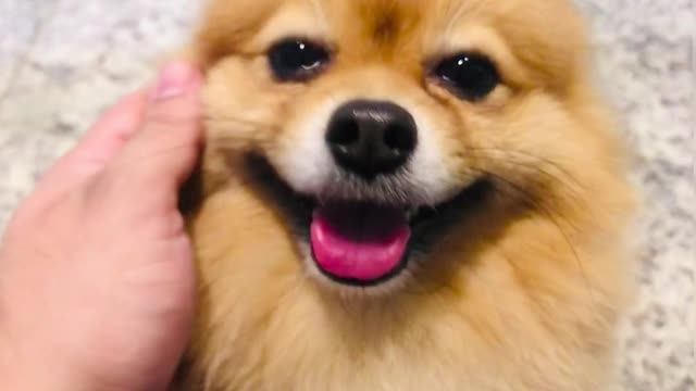 person-touching-a-pomeranian-dog