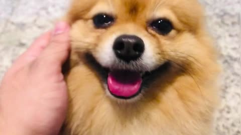 person-touching-a-pomeranian-dog