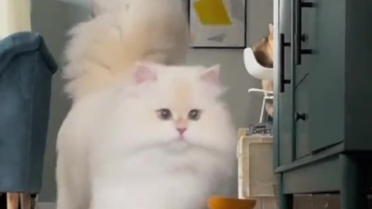 Cute cat video