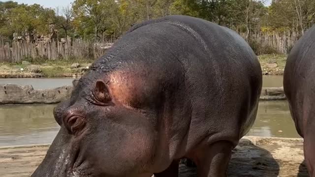 A hippopotamus