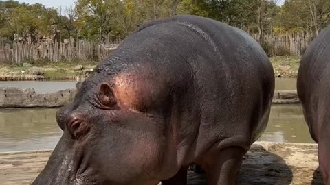 A hippopotamus