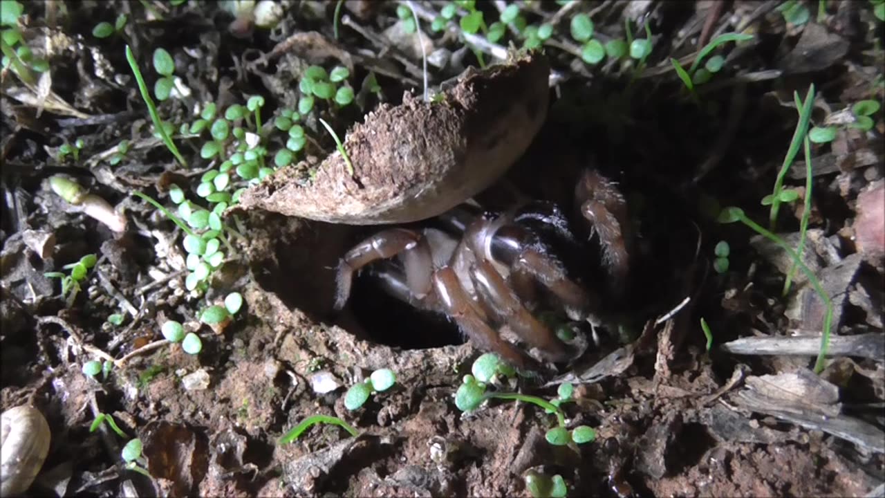 Trapdoor Spider Flicks Away Garbage