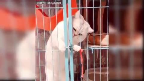 Cute baby cat funny videos